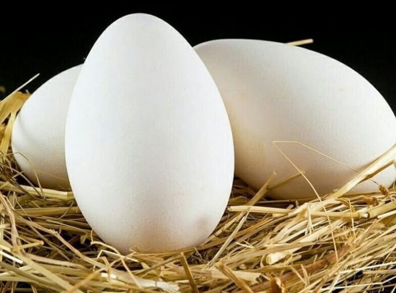 10 видов самых дорогих птичьих яиц в мире