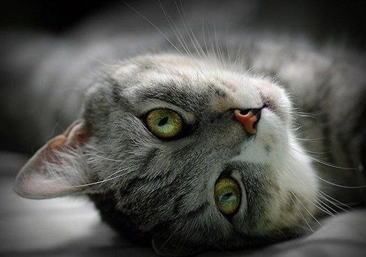 Народные приметы и суеверия про кошек