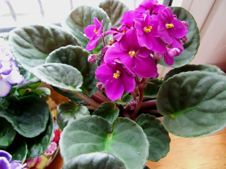 10 цветков, которые принесут счастье и деньги в ваш дом