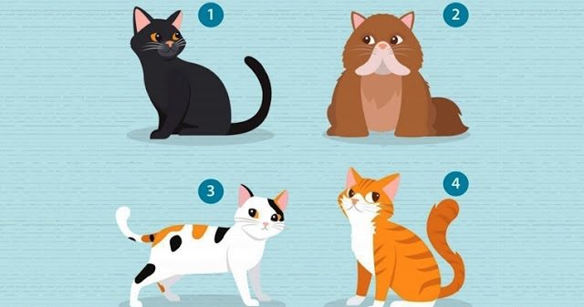 Тест: выберите кошку и узнайте, что вам нужно в отношениях!