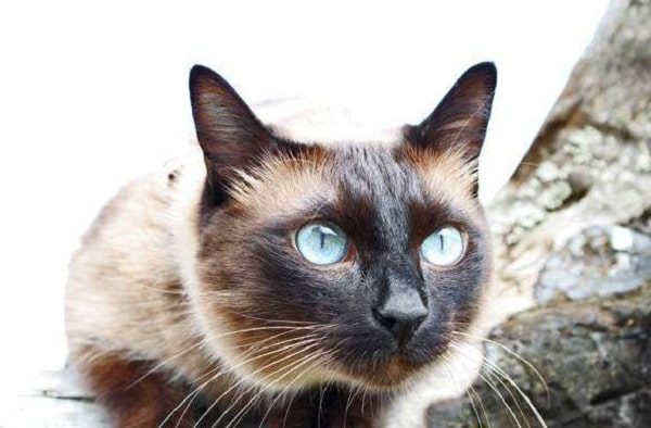 Магия животных: как кошки защищают вас от негатива