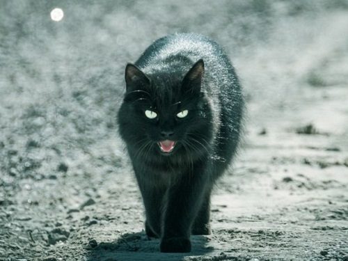 Как сделать чёрную кошку символом удачи?