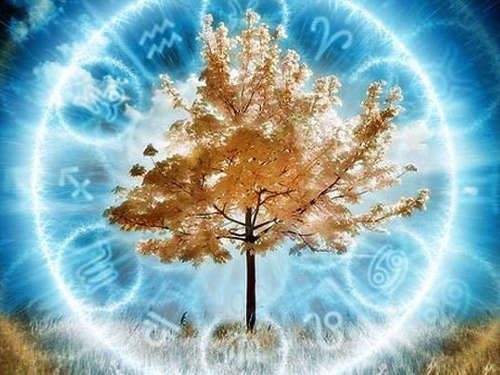 Ваше дерево-покровитель согласно гороскопу Друидов
