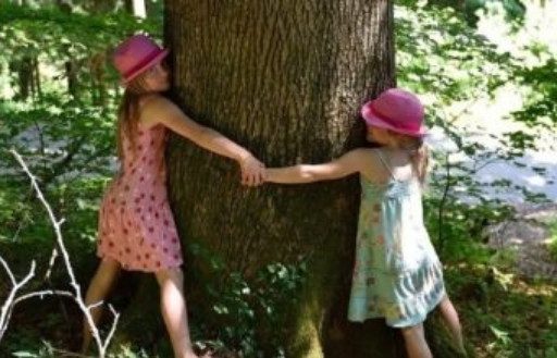 Деревья и их энергетика:  зачем обнимать рябину, а желание загадывать у березы?
