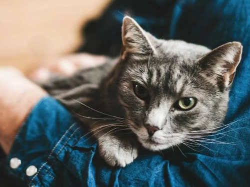 6 причин, по которым кошки спят на человеке