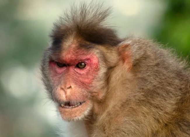 Ванга предсказала вспышку оспы обезьян ещё в 1995 году