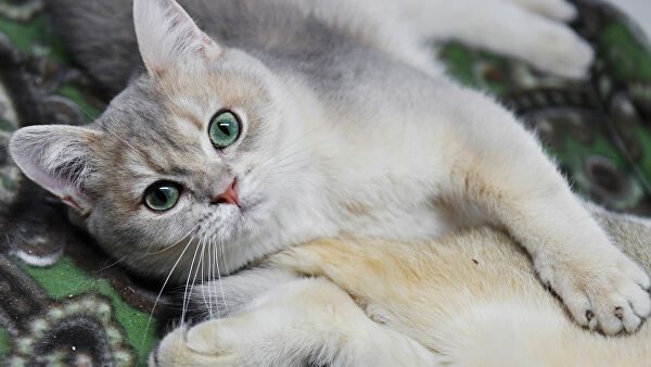 Как кошки исцеляют ваши разум, тело и душу?