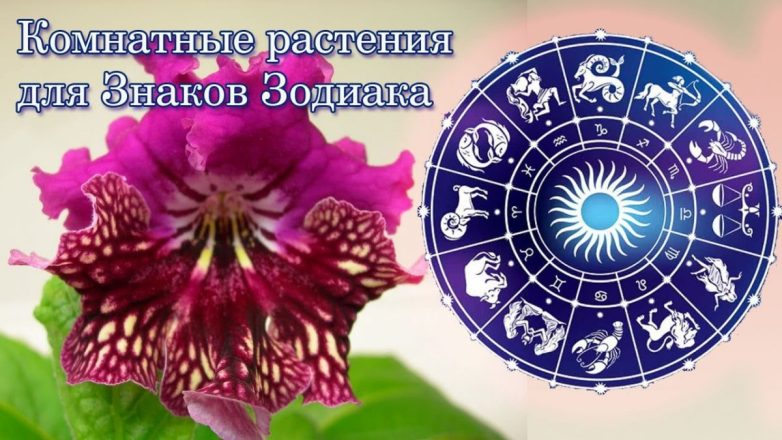 Растения-талисманы для знаков Зодиака