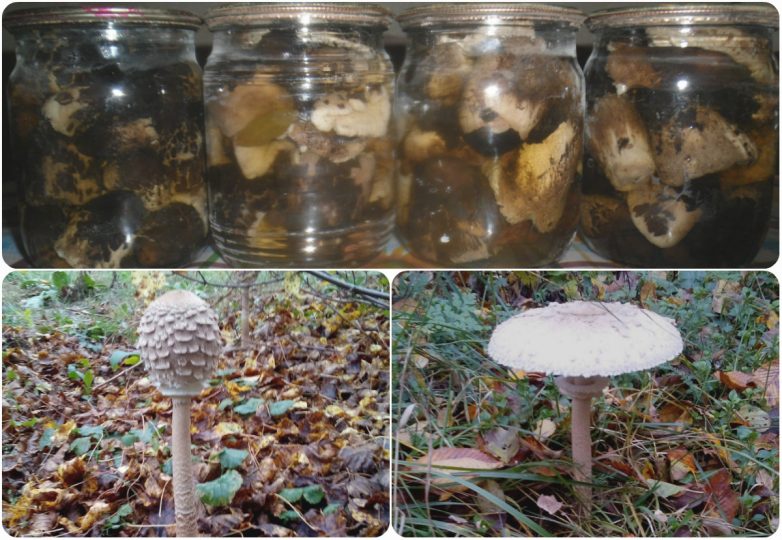 Маринованные грибы «Зонтики»