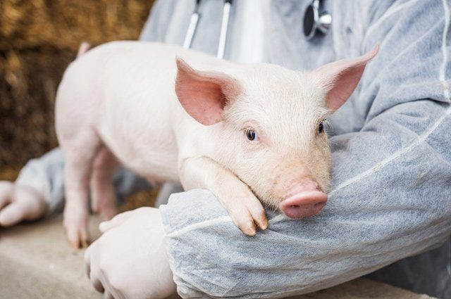 Почему грипп в этом сезоне носит название «свиной»?