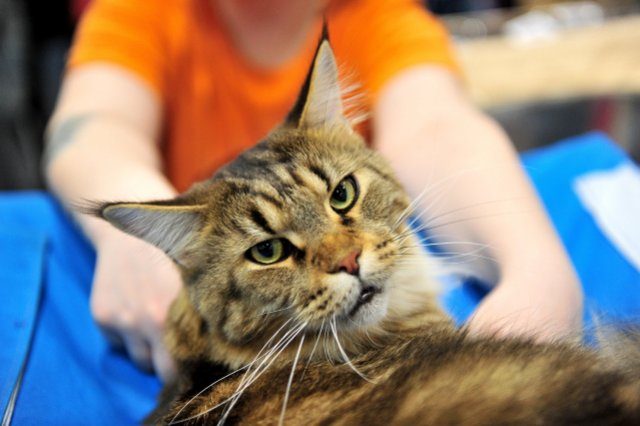 Что известно об уникальной вакцине от аллергии на кошек?