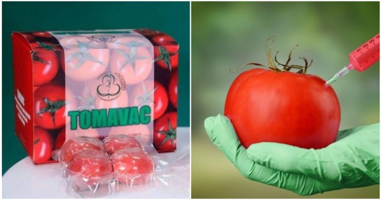 В Узбекистане разработали из томатов первую в мире съедобную вакцину от коронавируса