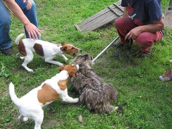 Как охотники обучают своих любимых собачек