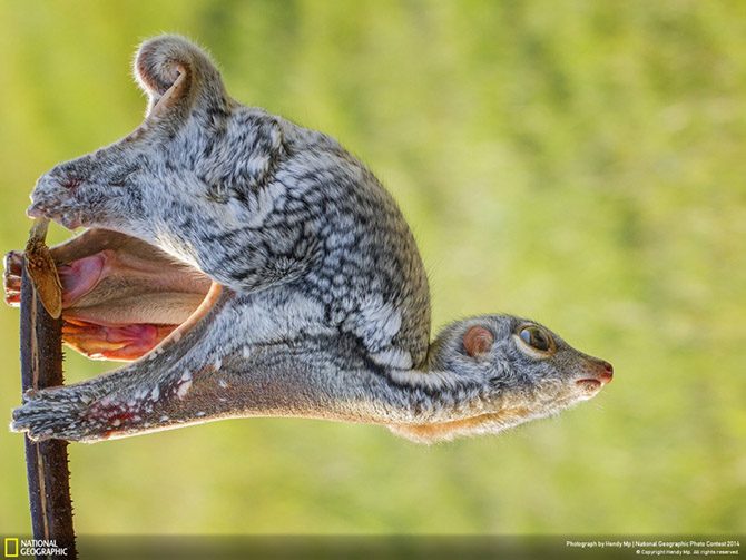 Лучшие фотографии National Geographic 2014