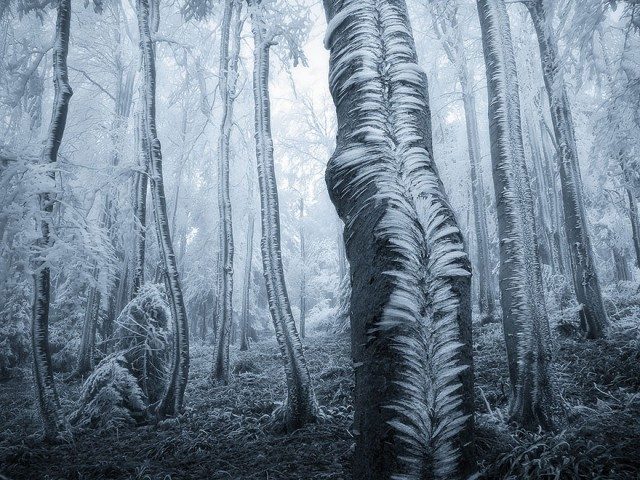 Мистические леса, которые вам захочется увидеть своими глазами