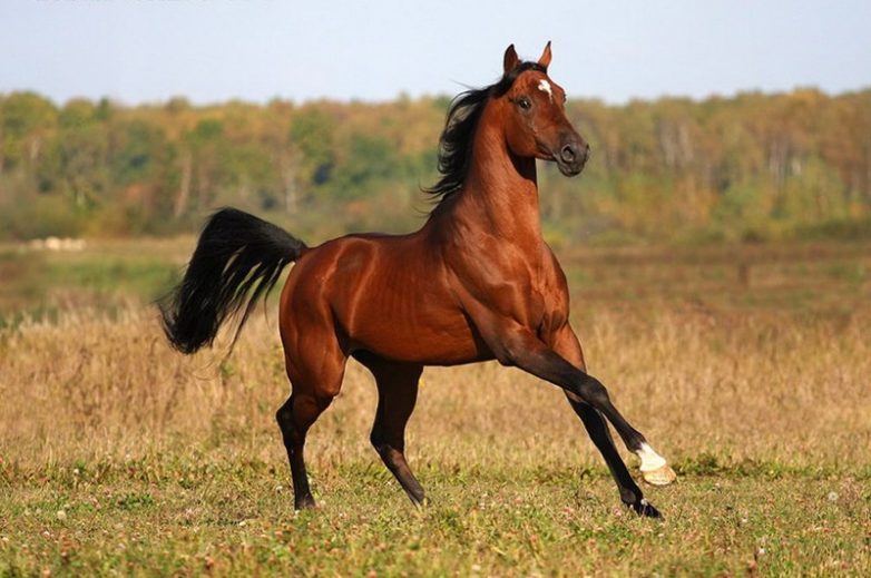 Лошадь с крыльями фото