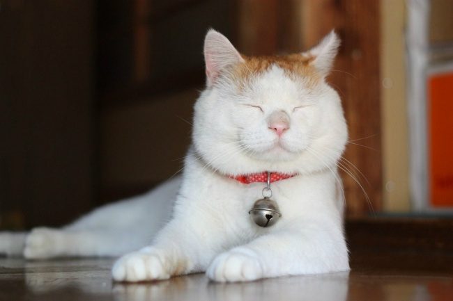 100 самых классных кошачьих снимков