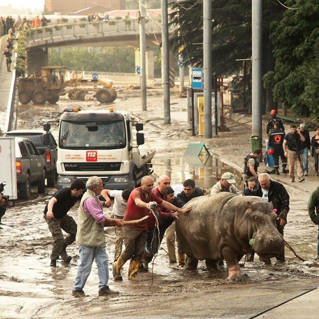 Наводнение и побег животных из зоопарка в Тбилиси
