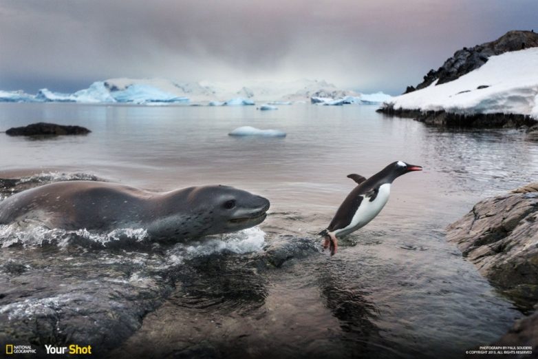 25 лучших снимков National Geographic