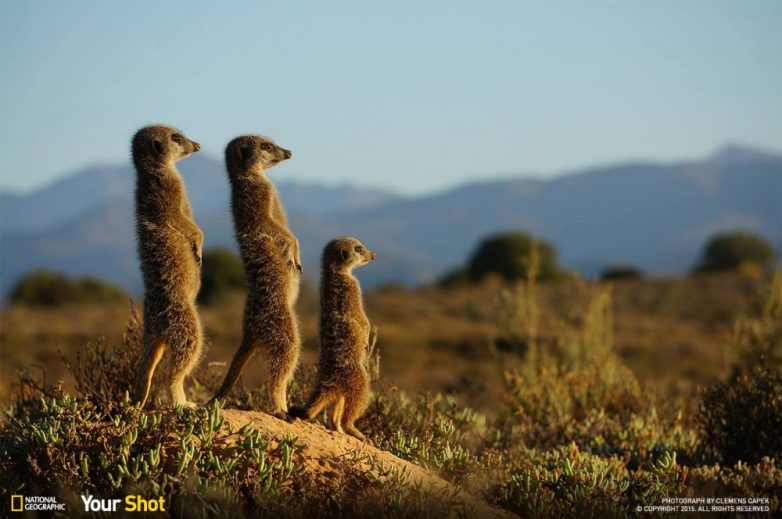 25 лучших снимков National Geographic