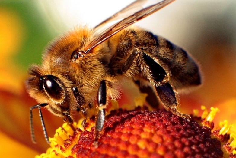 Что будет, если исчезнут пчелы?