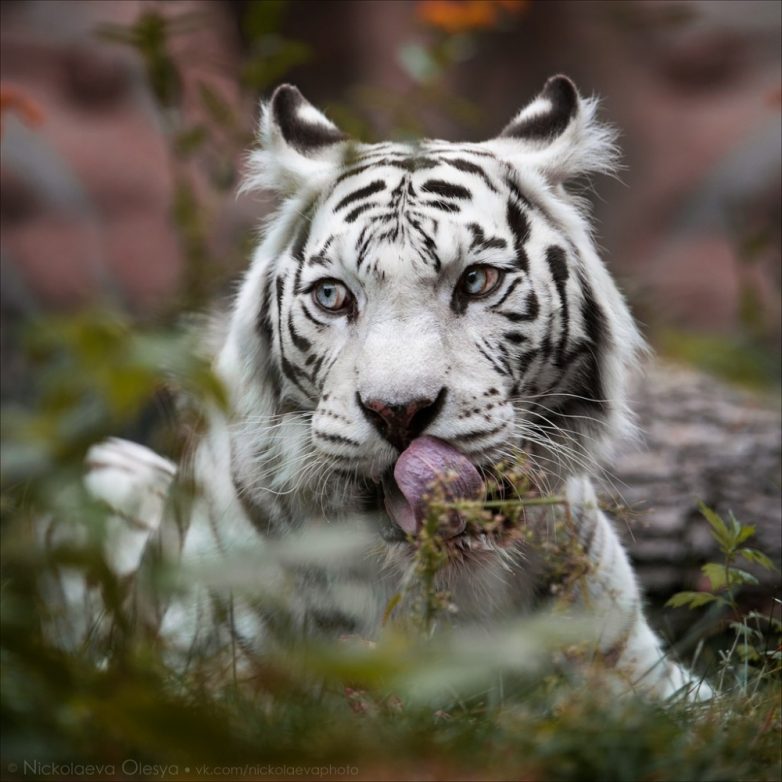 20 лучших фотографий октября от National Geographic