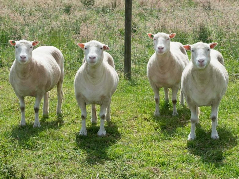 Что стало с клонами овечки Долли