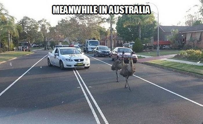 Такое можно увидеть только в Австралии