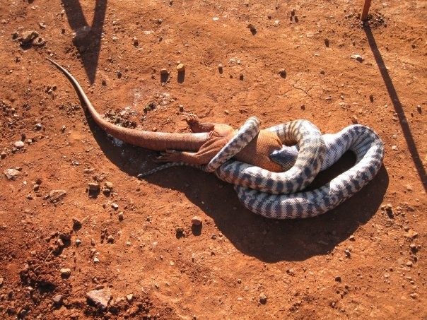 Вы боитесь змей? Тогда Австралия точно не для вас!
