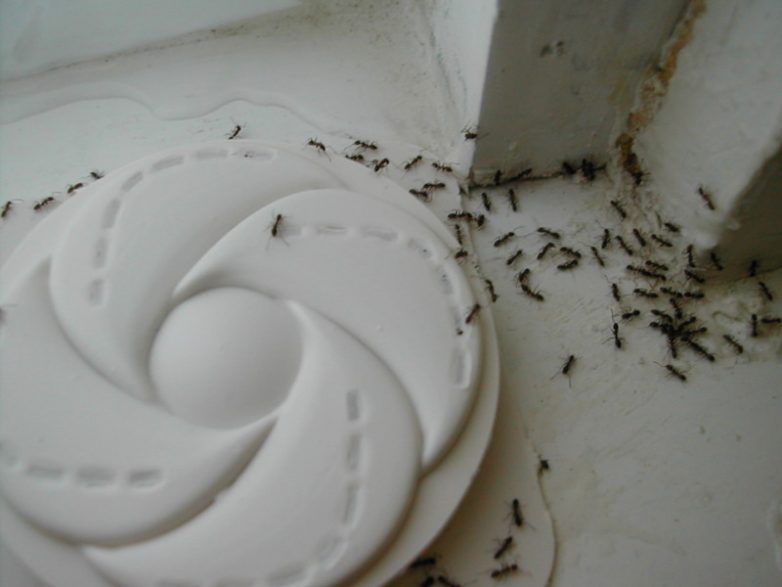 Внимание, этот способ избавит вас от ненавистных муравьев в квартире