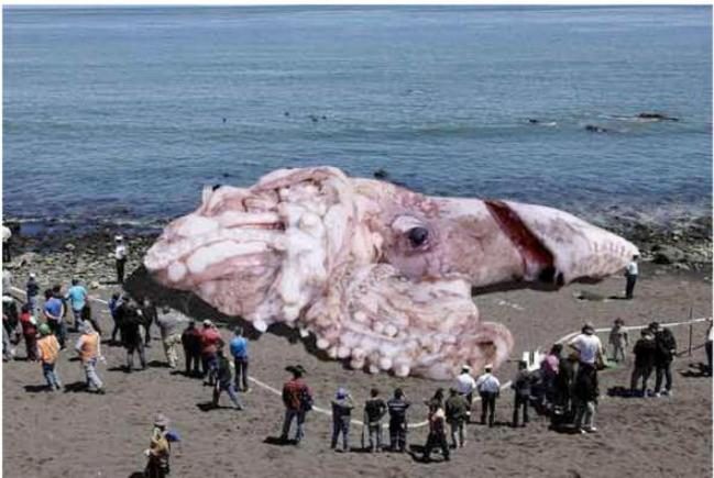 10 самых невероятно больших животных. Реальность или Обман?