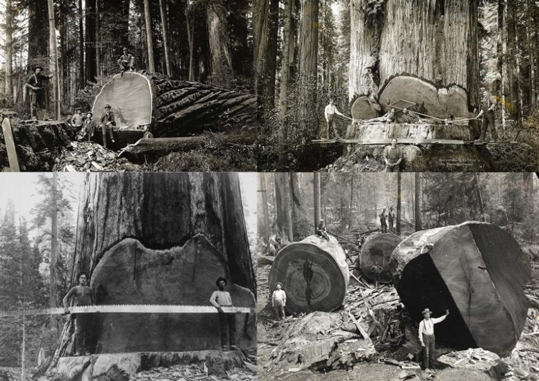 Вы не поверите, но нашим лесам не более 130 лет. Почему?