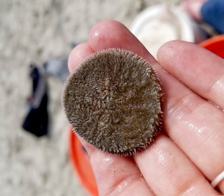 Sand Dollar Nipples