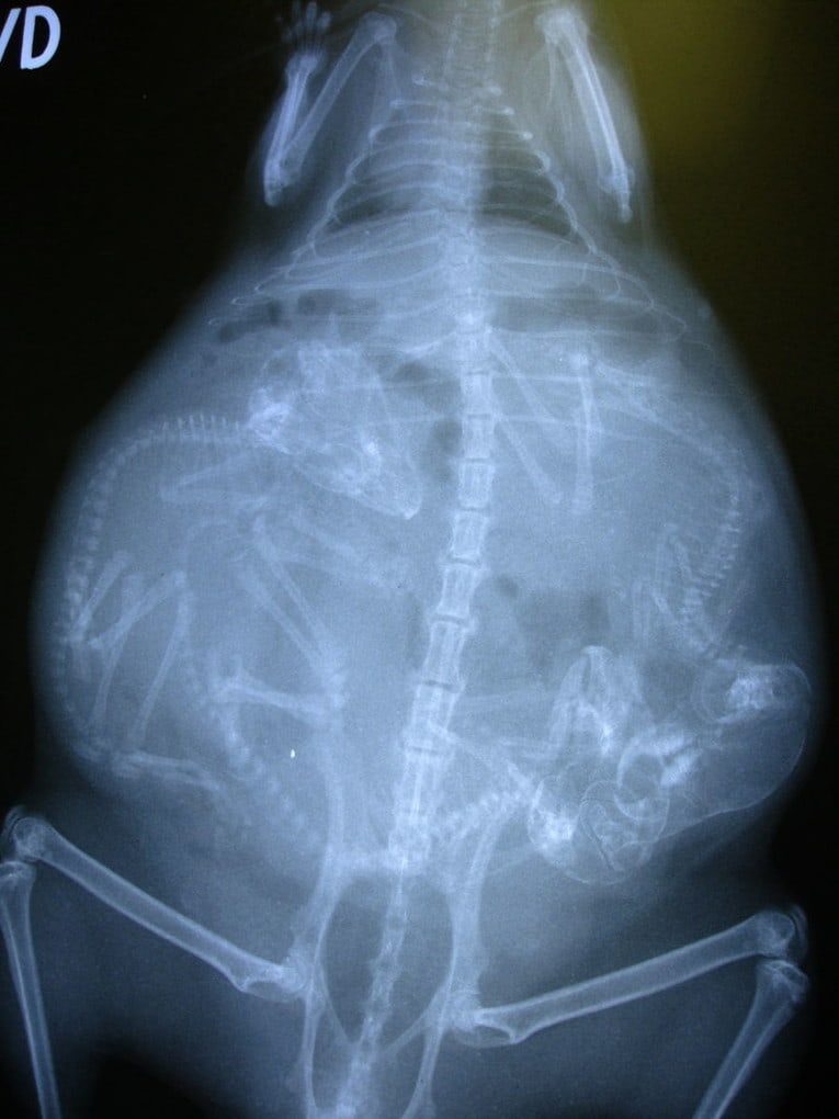 16 фантастических рентгеновских снимков беременных животных