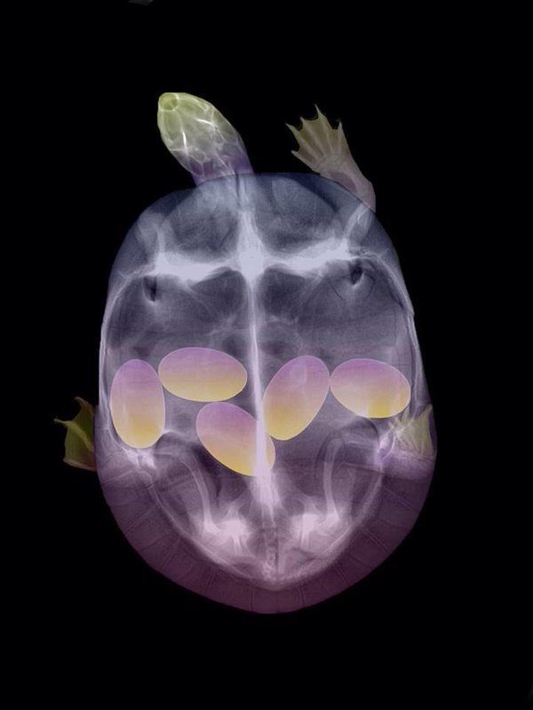16 фантастических рентгеновских снимков беременных животных