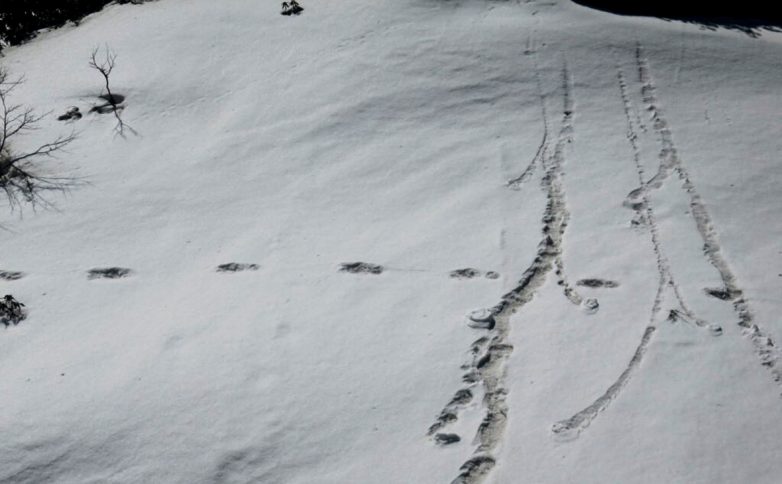 Сенсация! Индийские военные нашли следы снежного человека