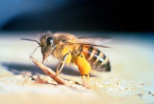 Кошмар! Это 10 самых страшных насекомых в мире