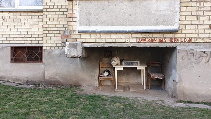 20 шедевров о том, как в России украшают свой двор подручными средствами