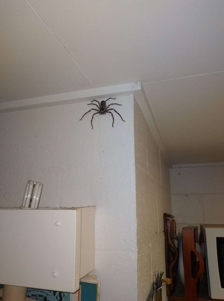 19 раз, когда люди нашли пауков в самых неожиданных местах, и это кошмар арахнофобов