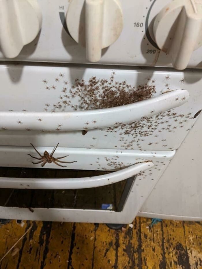19 раз, когда люди нашли пауков в самых неожиданных местах, и это кошмар арахнофобов