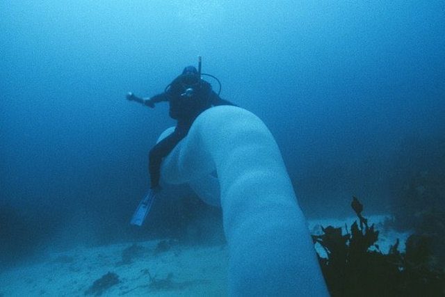 16 фантастических снимков глубин и мощи морской стихии