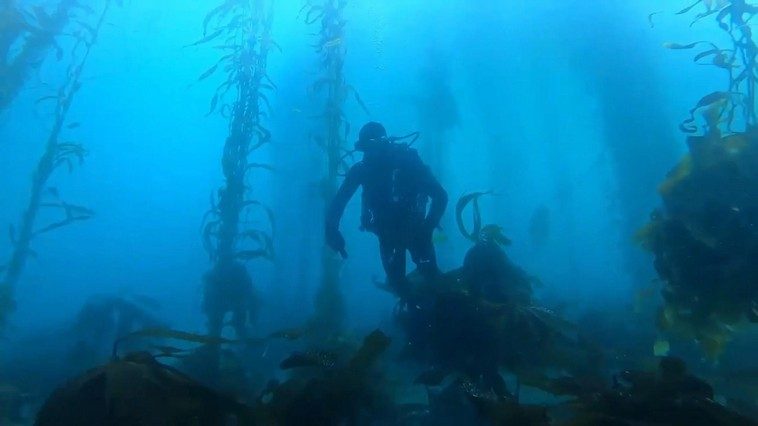 16 фантастических снимков глубин и мощи морской стихии
