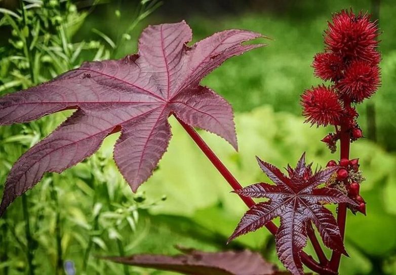 10 самых опасных растений, которые способны убить человека