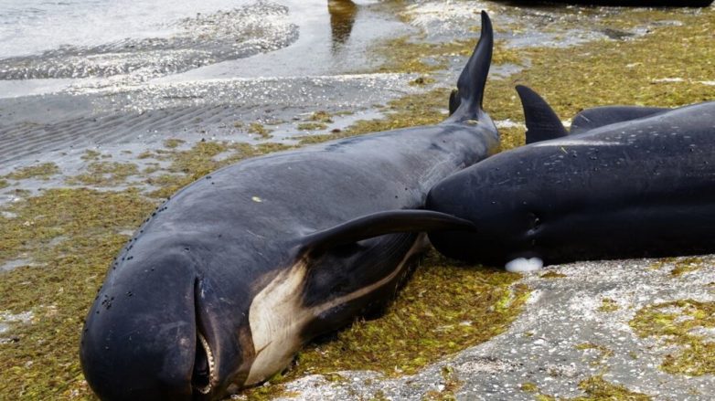 10 незабываемых существ, которых выбросило на берег