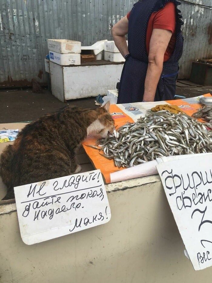 Ценники, мимо которых не пройдёшь, ведь они слишком забавные