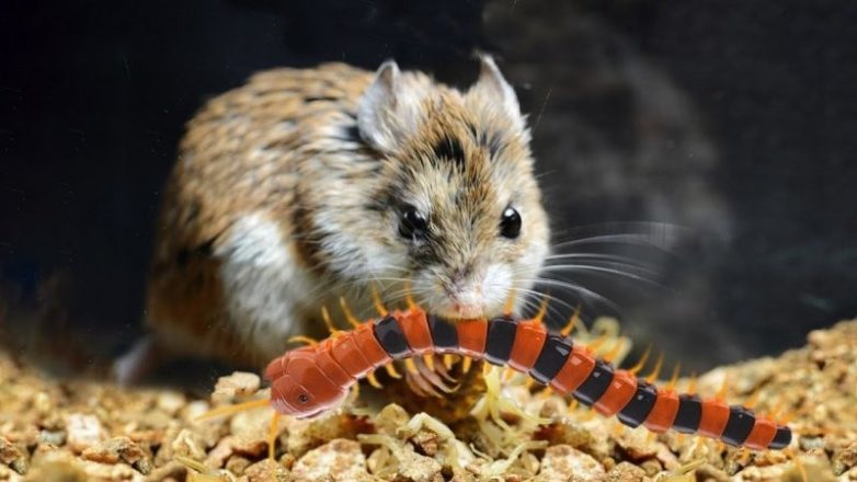 Удивительные факты со всего света из разных областей знаний