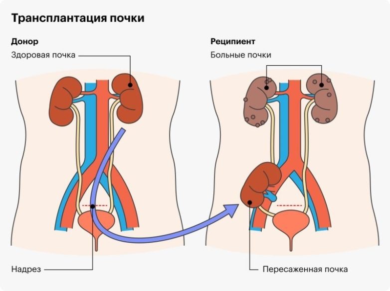 Факты о тайной жизни человеческого тела, о которых вы даже не подозревали