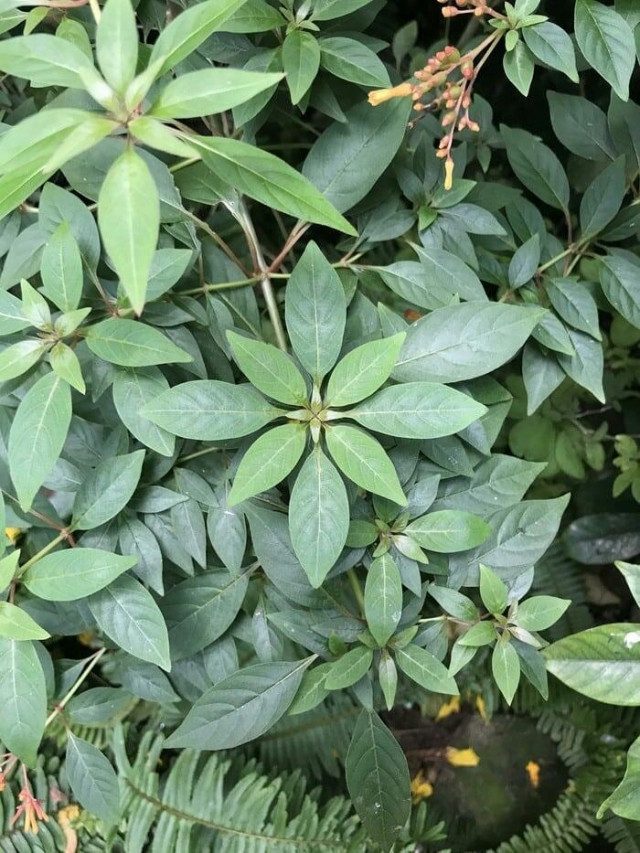 Рай для перфекционистов