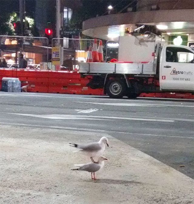 Слишком похоже, чтобы быть случайностью