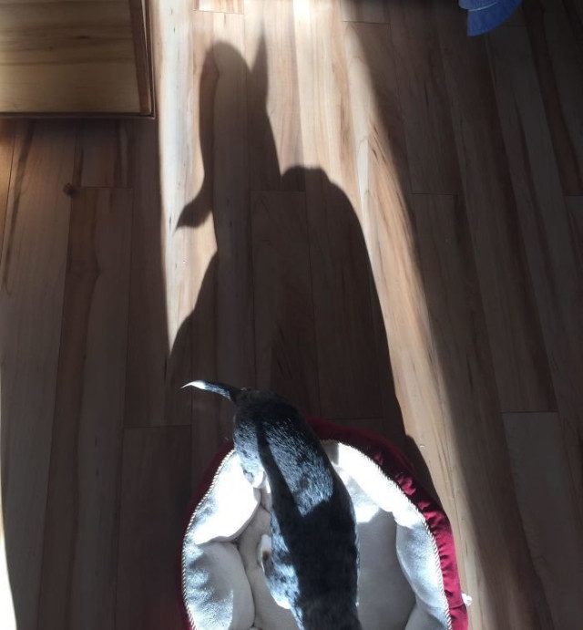 Когда свет шутит. Игра теней